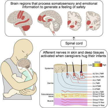 ParentInfantFdn's tweet photo. ‘Social deprivation during infancy has been well reported to have adverse and long-term effects on physical, intellectual, and mental growth.’ Read more about the impact of physical contact on the parent-infant relationship here: 
https://t.co/W3z6OtSyNr https://t.co/kHaYOZRnlc