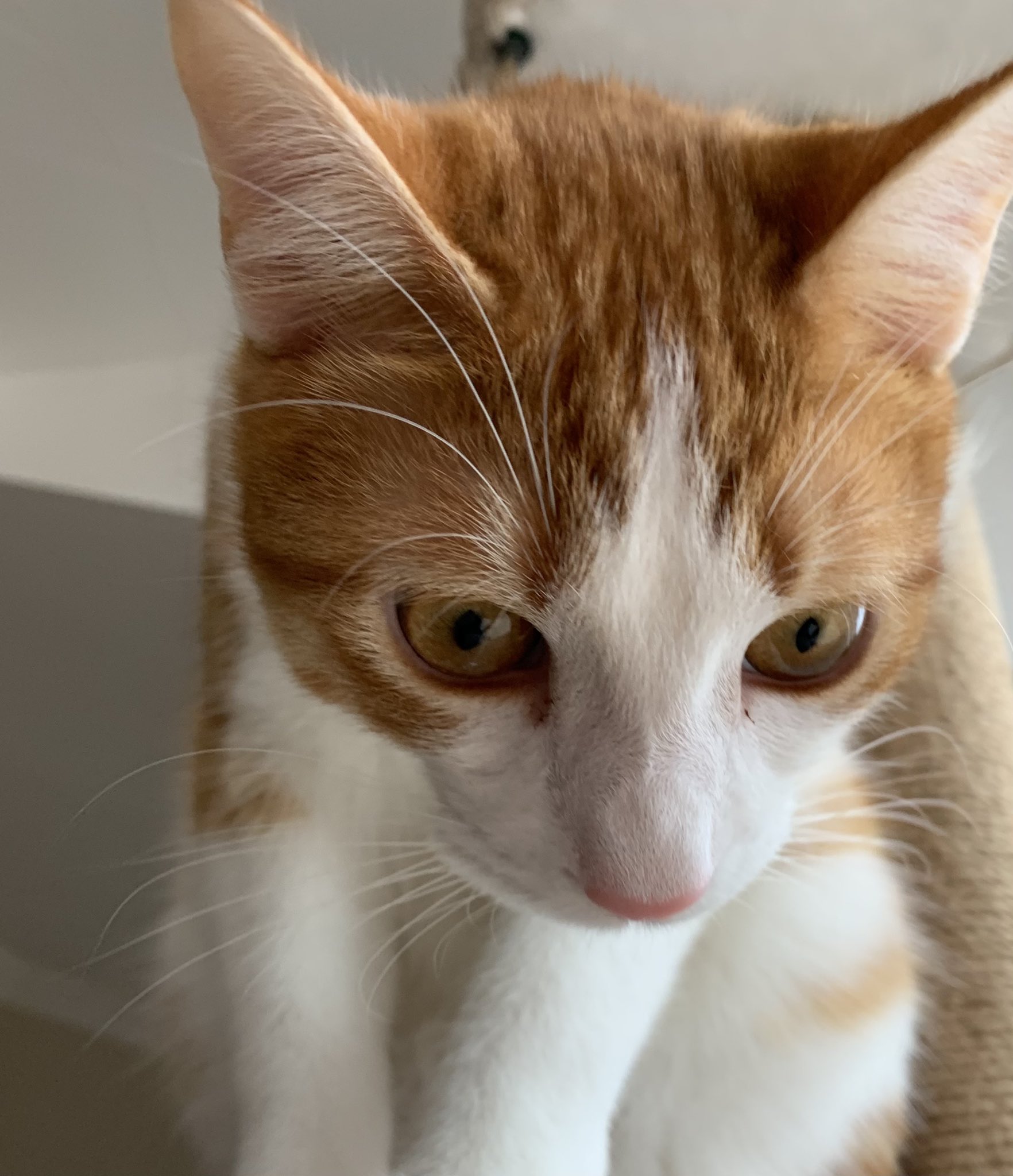 ねこズとにぼし 兄猫にヒゲを噛み切られて ヒゲがほとんど残ってない弟猫 猫 双子猫ぱんだぬき T Co Uy8dwkfnnj Twitter