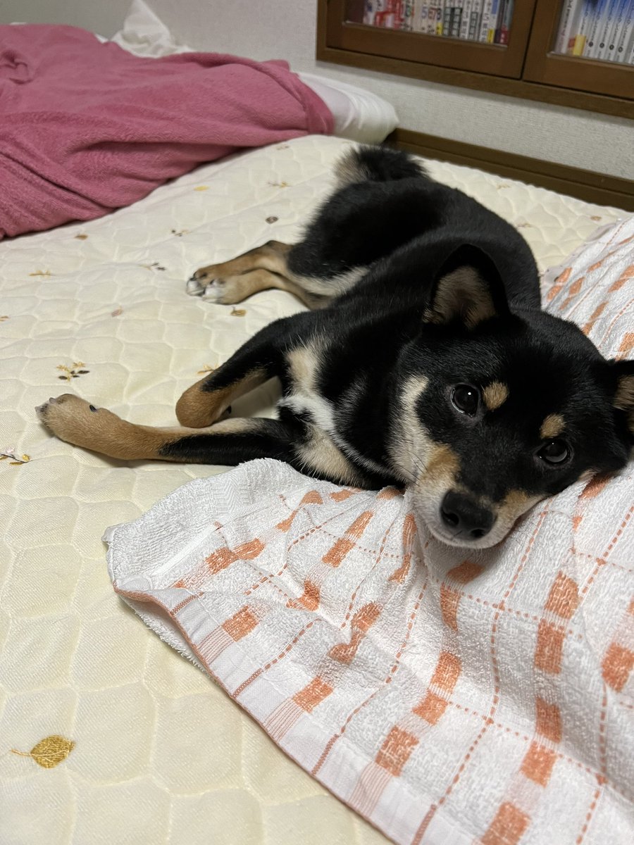 hirota_g's tweet photo. 愛犬自慢

シバちゃんと宏太の距離感は0cm
今朝も首に鼻息感じる距離でくっついて寝てたよ
枕シェアしてたよ 狭いって文句言うの
お前が寄ってくるんだよ……
#柴犬 #黒柴 #柴犬のシバ https://t.co/u3VBHVioQm