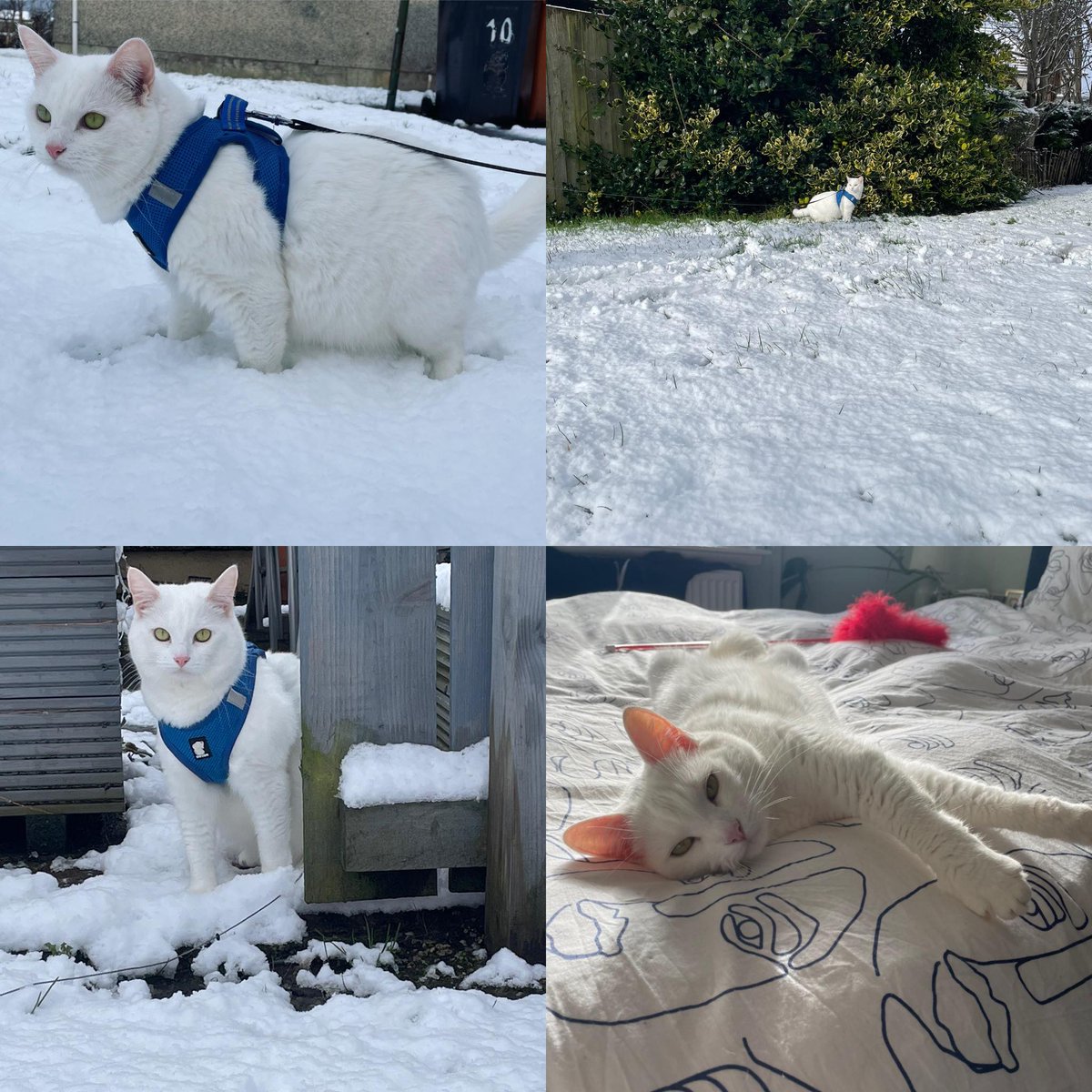 MaxineMeighan's tweet photo. Spot the cat! This is Buffy's adventure today in the snow ❄️ Completely camouflaging in, paw deep in a blanket of snowfall. Of course, after a taxing and cold morning, Buffy had to heat up on the electric blanket 🔥 It's a hard life for a wee cat 🐈💙
#SnowKitten #Cat #SnowDay https://t.co/AgeogkBgJw