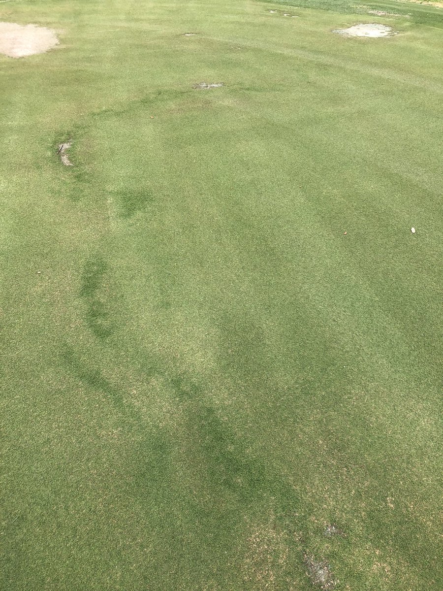 AndysTurf's tweet photo. With nighttime temps climbing, now is the time in South Florida to initiate your @BASFTurf_us fairy ring assurance program. Don’t let this pervasive disease catch you by surprise this Spring! #wecreatechemistry #tryeasier #Lexicon #Navicon #Intrinsic https://t.co/MtmIWPQAkw