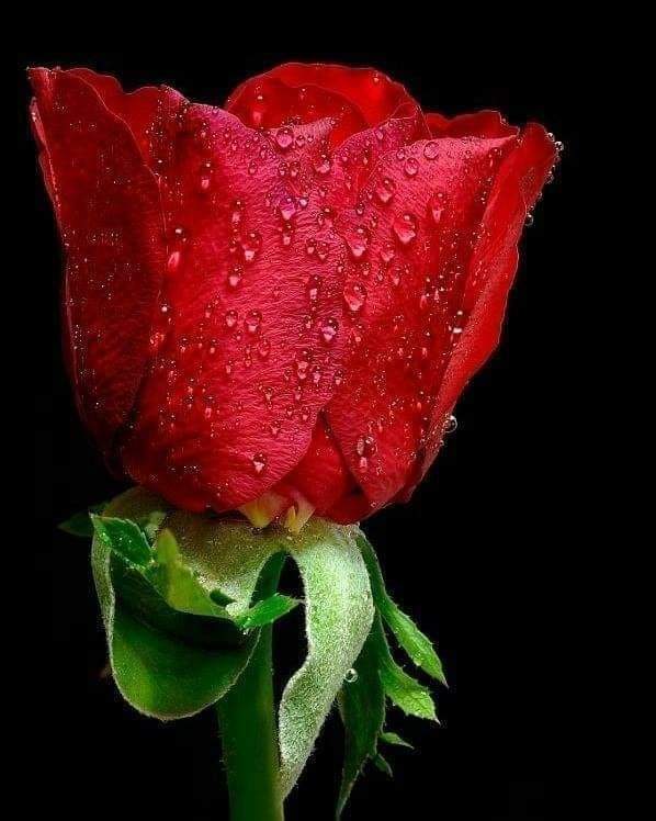 Saroj77Insan's tweet photo. @Gurmeetramrahim
Dhan Dhan Satguru Tera Hi Aasra https://t.co/phL2uugcAW