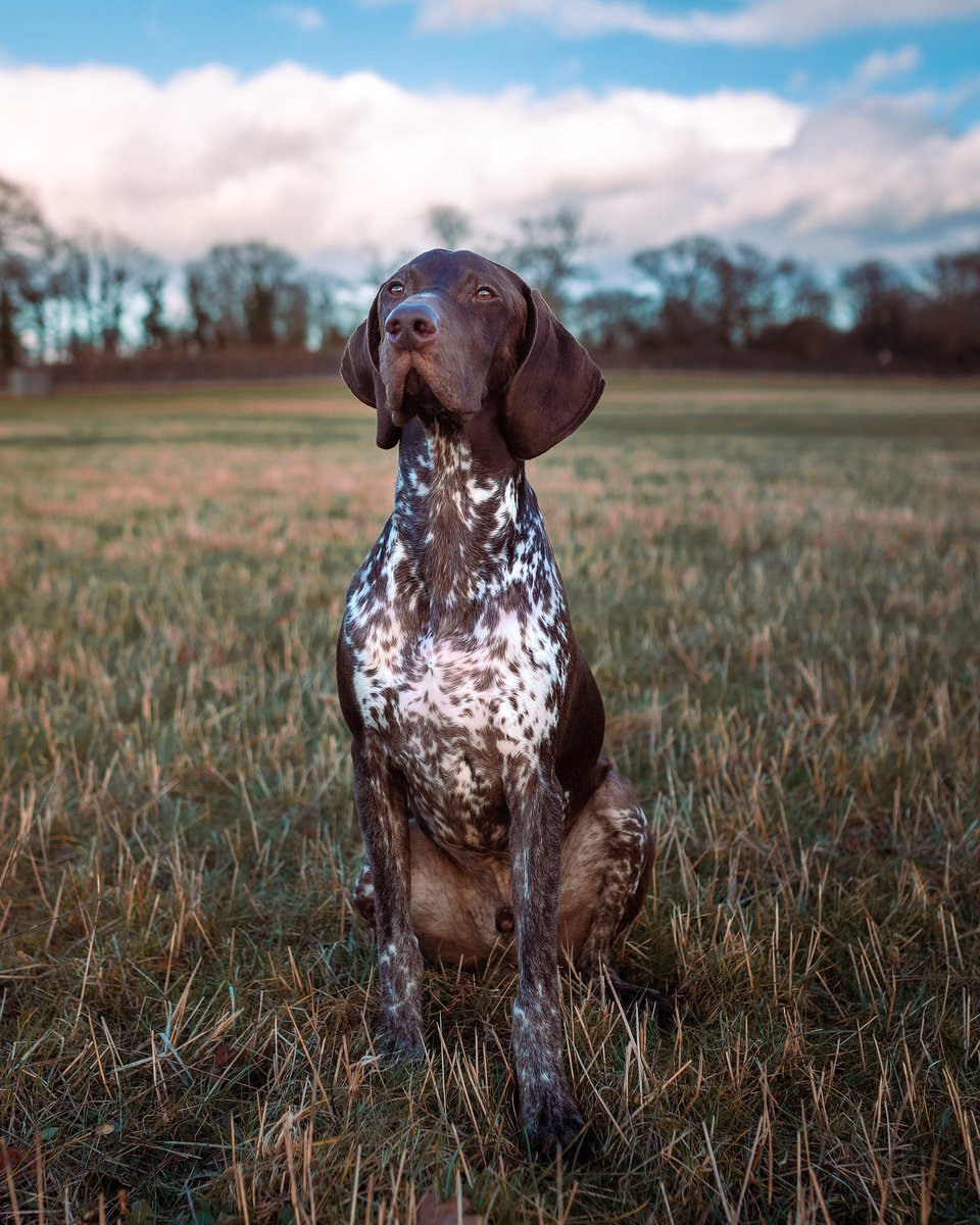 Over the horizon. I see them. InstaDogs are coming! <a href="/polka_dot_loki/">Loki The Dalmatian</a>