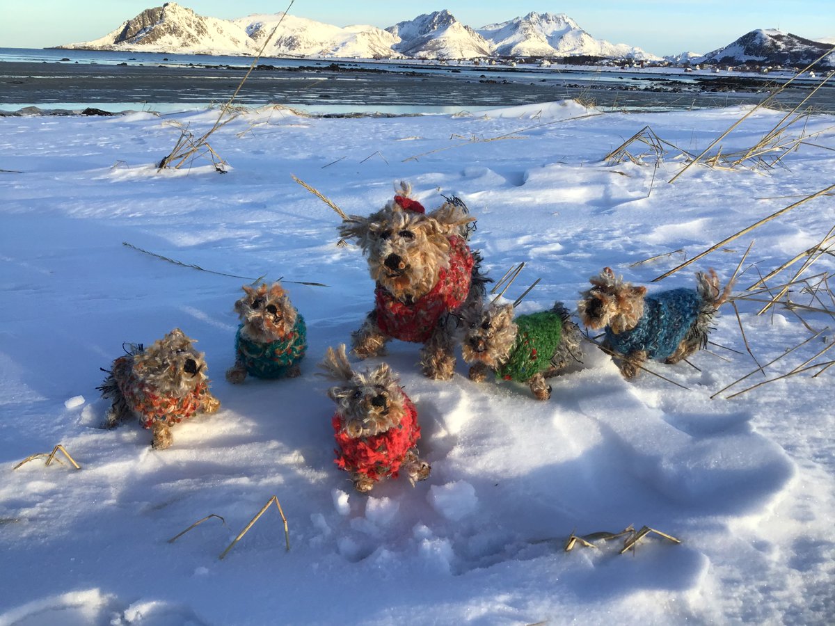 borderbears's tweet image. #yorkie #yorkielovers #yorkshireterrier
baby Yorkiebears looking for furever homes...
£25 each or two for £40 including shipping :)