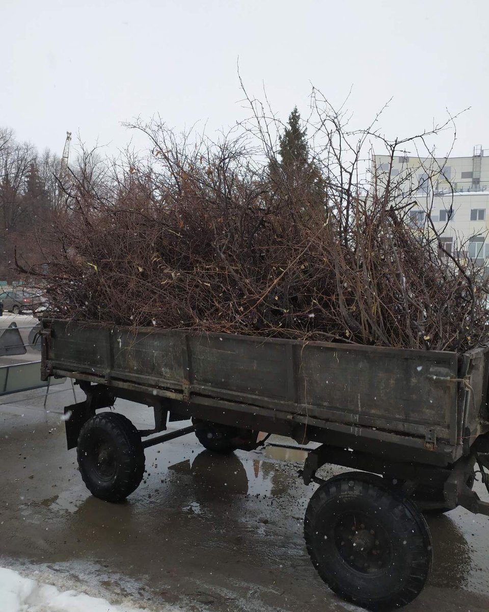 Персонал МУП «УльГЭС» произвёл уборку веток после вырезки крон деревьев по ул. Октябрьской, 27 Б и ул. Полбина, 25. 

#УльГЭС
#Ульяновск