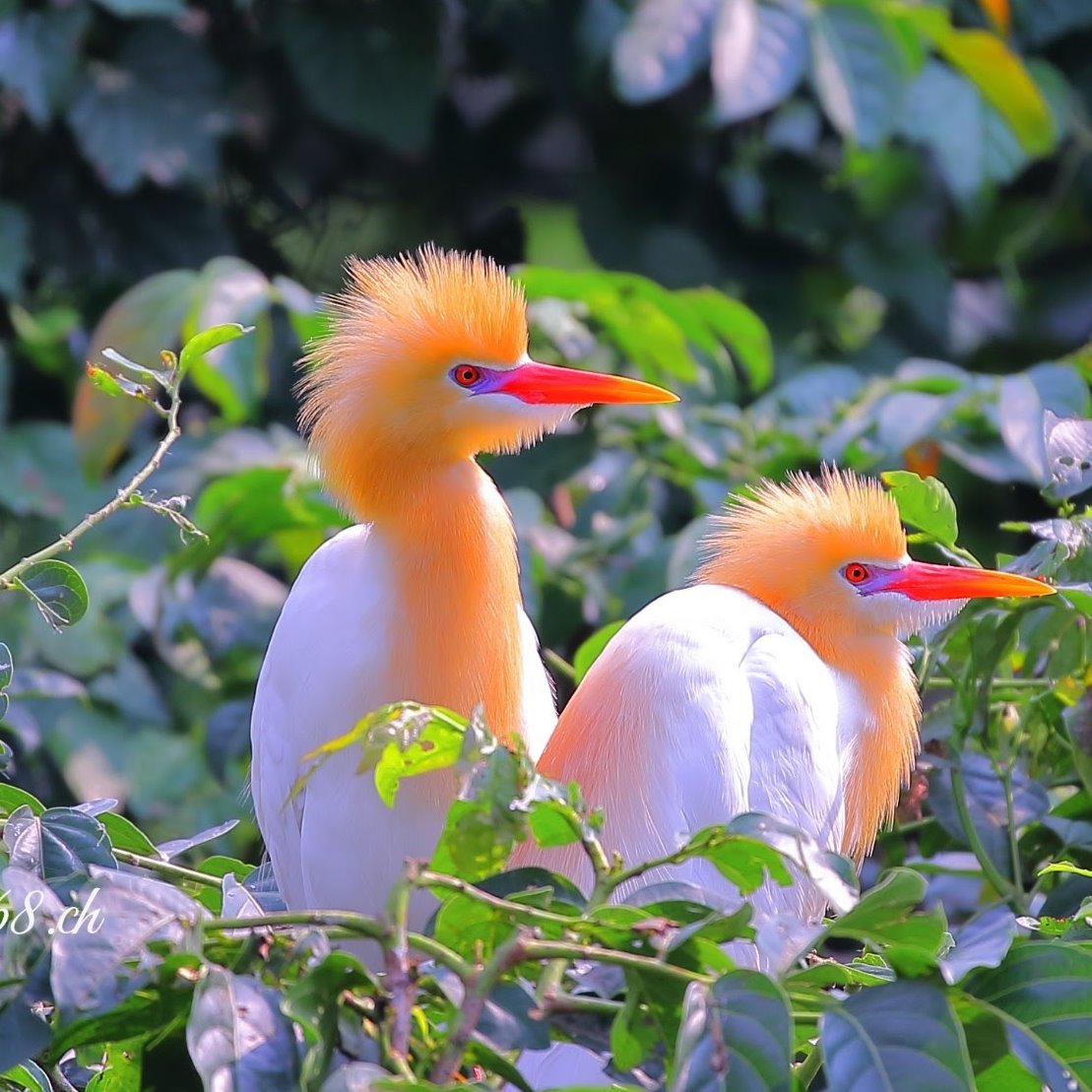 あれ見てみ、すげぇモヒカンがいるぜ、、、
#野鳥 #bird #BirdsPhotography #nature #NatureBeauty #台灣 #大安森林公園 https://t.co/bsPwLjpBVM