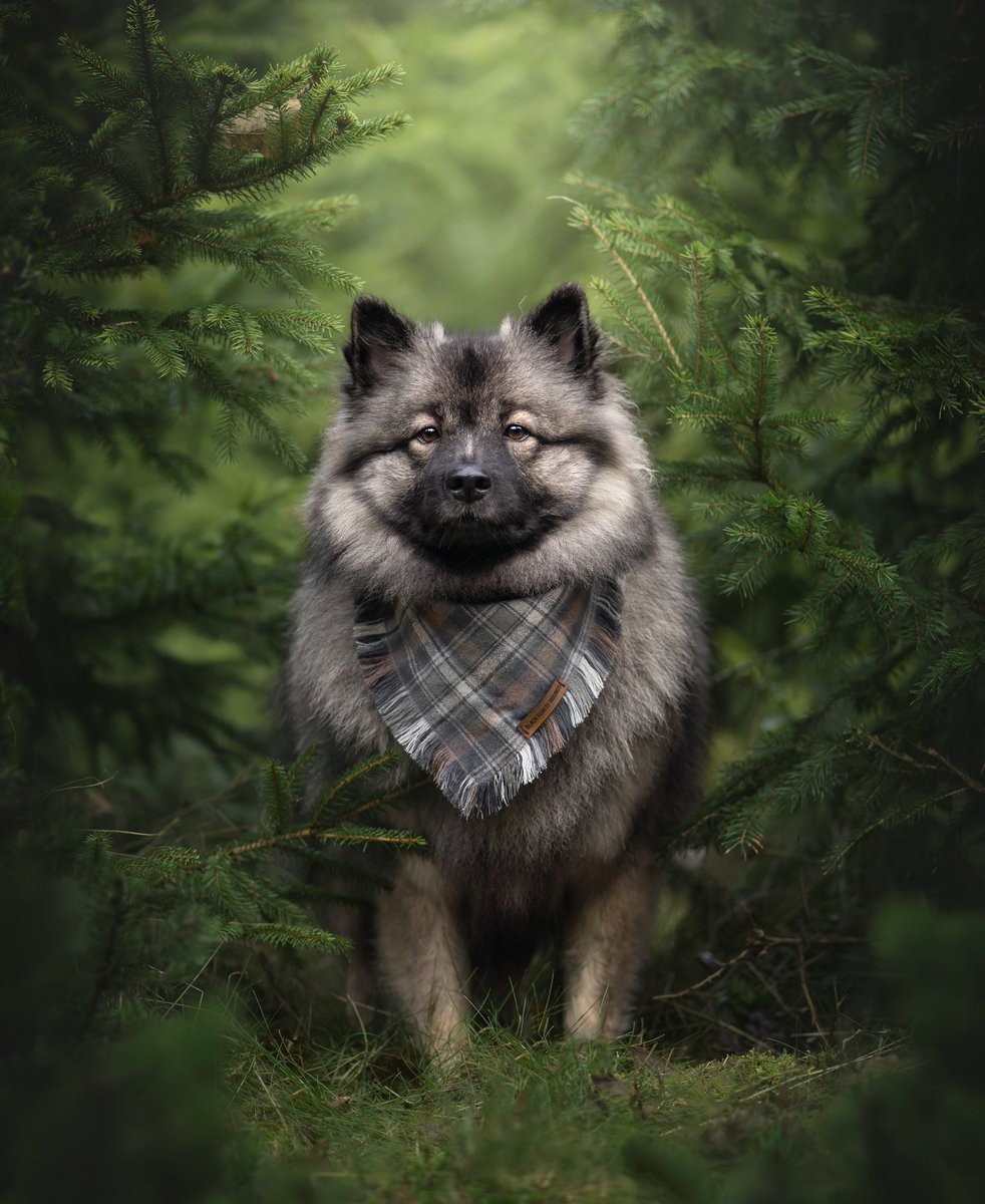 Keeshond Keira tweet media