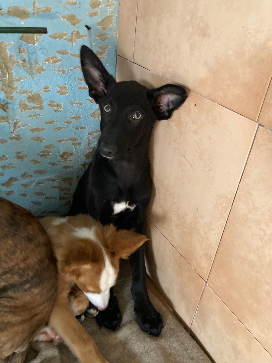 Los hijos de Norka buscan familia!
Seguimos buscando familia urgente para  Richie,el negrito. Nadie ha preguntado por él😕.
Tiene 3 meses y es muy cariñoso!
Lo adoptas?
#AdoptaNoCompres
#AdopcionResponsable