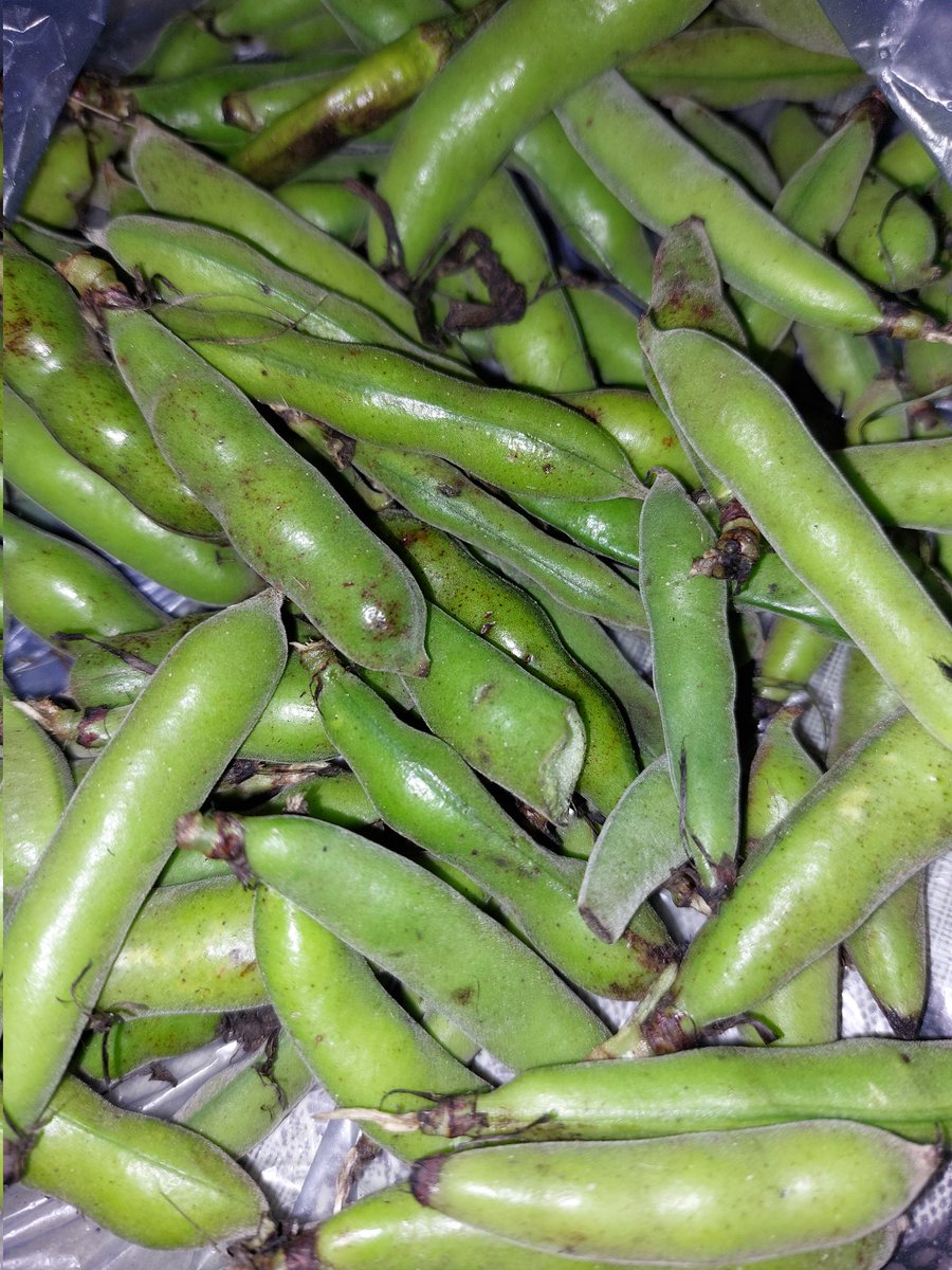 हम हैं हिमाचली tweet media