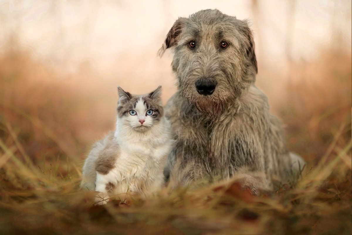 Sometimes I feel like these two walked right out of a fairytale 🧚‍♀️

#dog #cat #animals #photography #DogsofTwittter #CatsOfTwitter