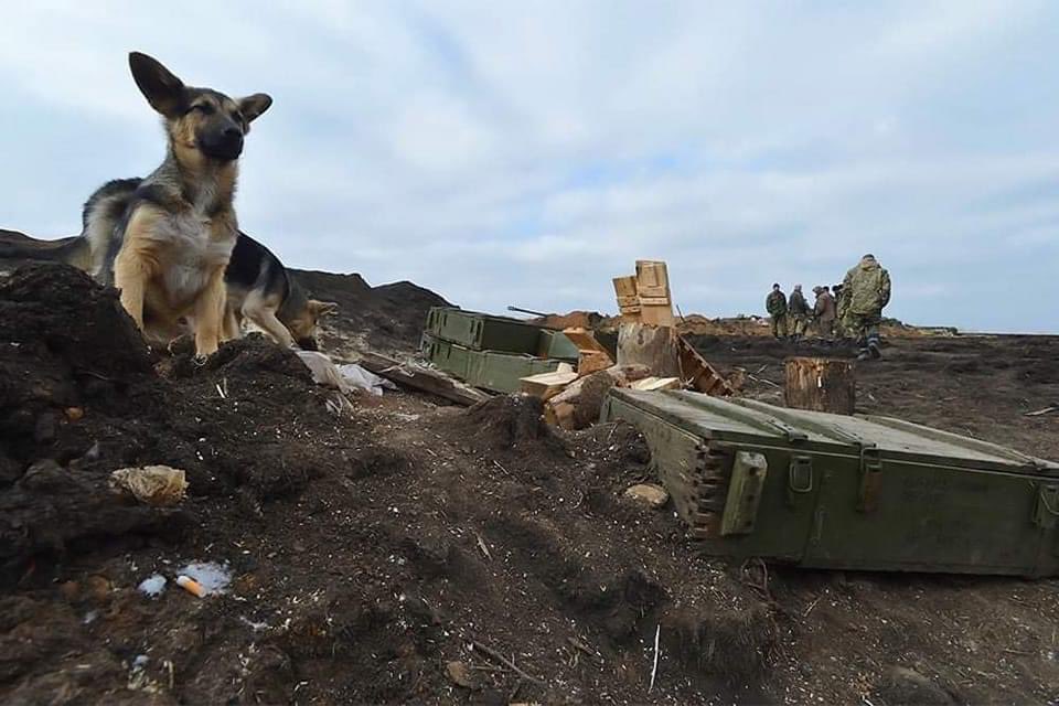 domdyer70's tweet photo. Many Ukrainian soldiers have dogs as companions on front line. My hopes &amp; prayers with them both in dark days ahead #UkraineRussia https://t.co/hSRcZ8bzgy