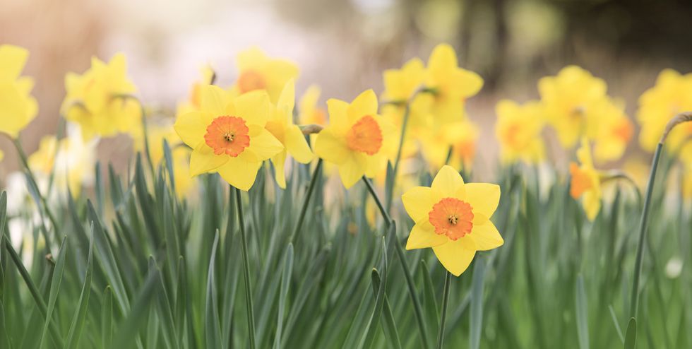 The daffodil flower is known for its symbolism of new beginnings. We celebrate our inspirational chair Dr Yetunde Ade-Serrano 's departure for now,  a huge welcome and congratulations  for our new chair new  Dr Khushi Haria, we are very excited for the next chapter of BACPG😍🥰