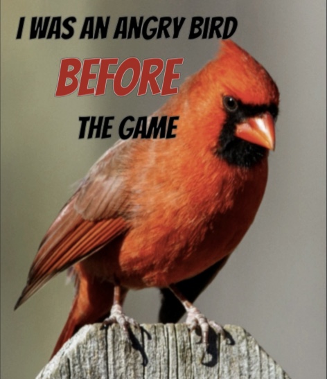 The ORIGINAL 😡  🐦 We made this meme using the #PixchangeApp use one of our templates or texts to make your own today. #meme #angrybird #funnymeme #wholesomememes