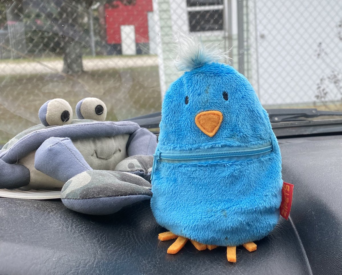 wolfyhound's tweet photo. Doesn’t everyone have a fat coin bird of holding? #cute #coinbird #laundrymatlife https://t.co/6Uqw206pij
