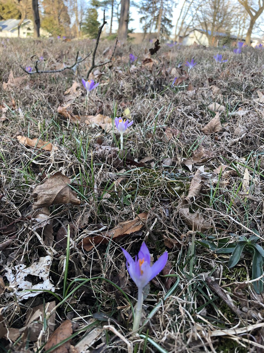 ramenbecky's tweet photo. #CrocusWatch on W. Park Place @CityofNewarkDE - the view from yesterday. #NetDE https://t.co/MC8CYUTfDf