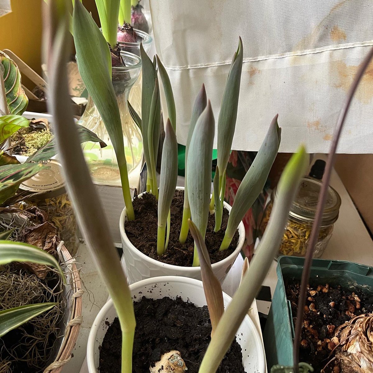 WDCGardener's tweet photo. Finally! The ‘Angelique’ tulips I forced are in glorious bloom! Here is the full sequence from when I pulled them out on February 2 after their chilling period in the refrigerator. #gardendc #tulips #forcingbulbs #bulbforcing #forcingbulbsindoors #bulbs #bulbchat https://t.co/7N4BRwOZoz