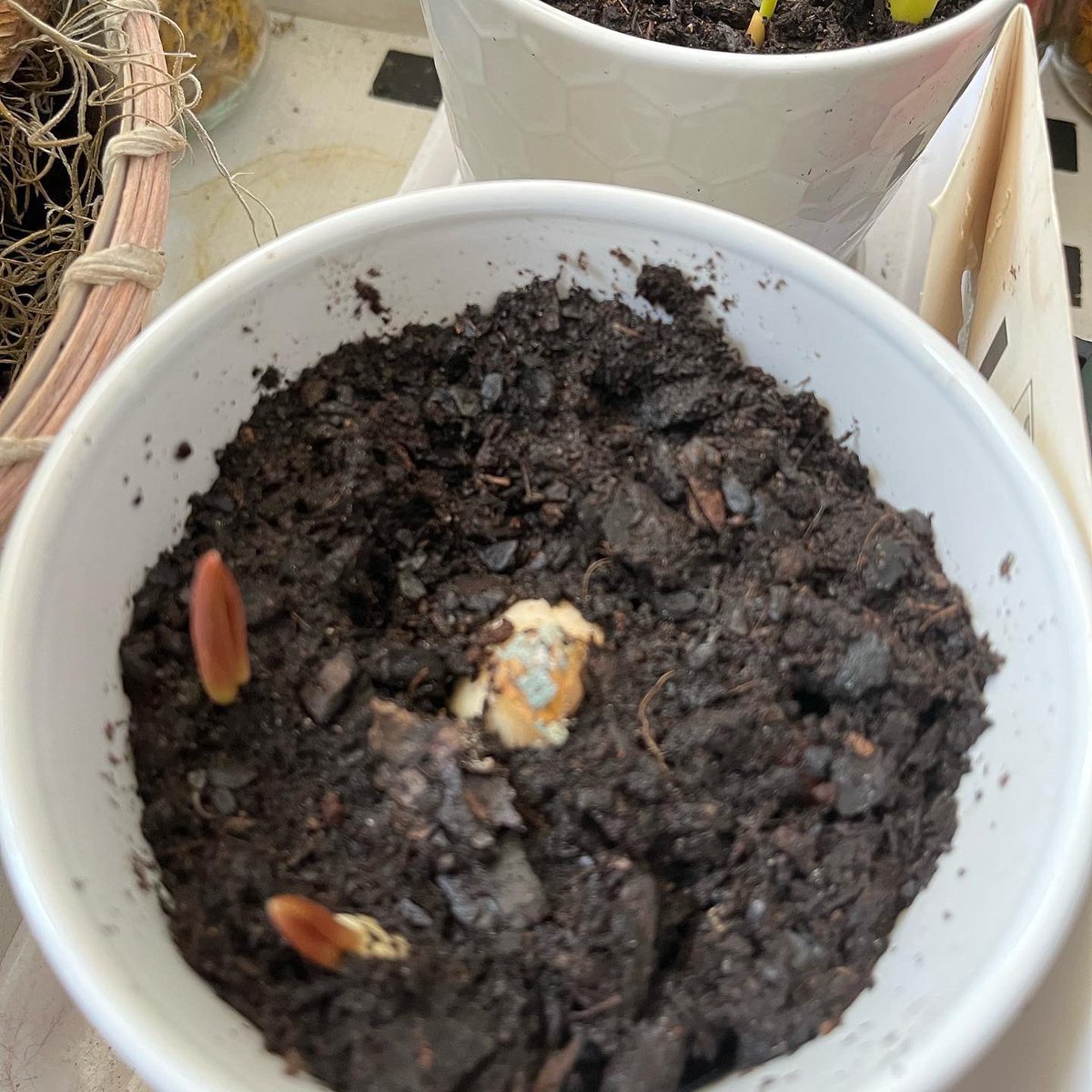WDCGardener's tweet photo. Finally! The ‘Angelique’ tulips I forced are in glorious bloom! Here is the full sequence from when I pulled them out on February 2 after their chilling period in the refrigerator. #gardendc #tulips #forcingbulbs #bulbforcing #forcingbulbsindoors #bulbs #bulbchat https://t.co/7N4BRwOZoz
