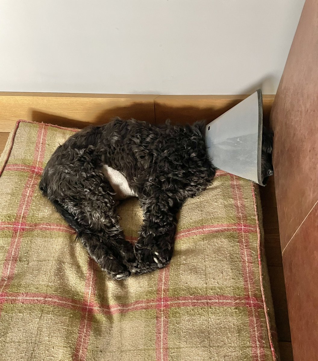 Todays #dogincone update. He’s still in the cone…. Belly was shaved for yesterday’s ultrasound