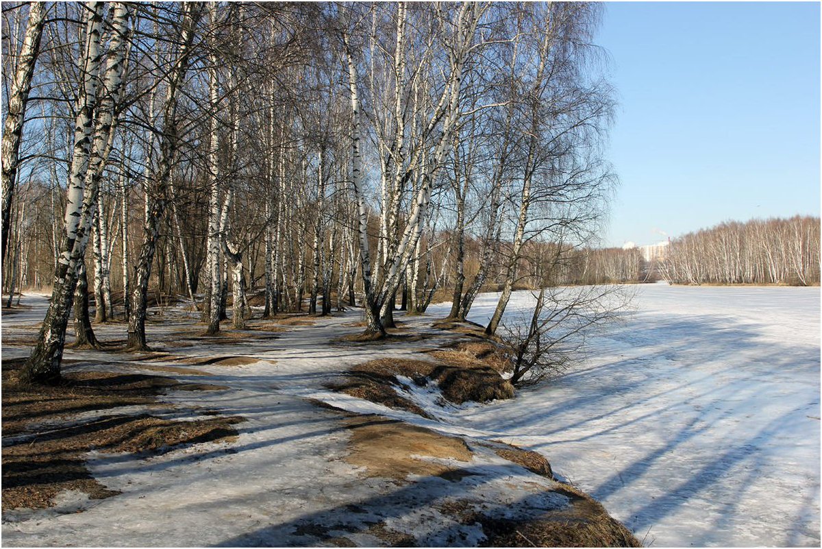 Месяц март в россии. Лес ранней весной.