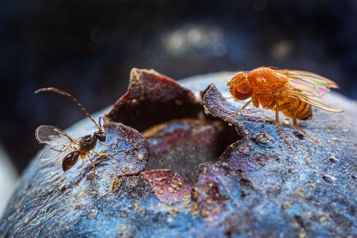 USDA_ARS's tweet image. Battlezone: parasitic wasp vs. invasive fly! This wasp may soon prove the victor against this devastating pest of various fruits. #SysEntLab #Hymenoptera #Figitidae #Diptera #NISAW

📷Warren Wang, Simon Fraser