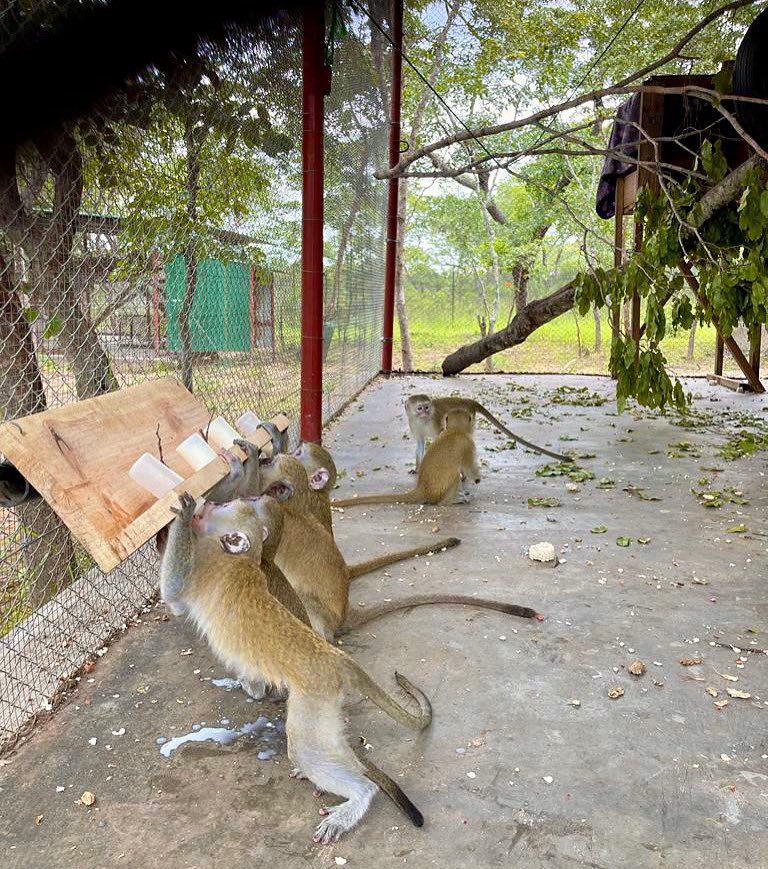 Our Infant Group of rescued orphans vervet getting used to the new milk bottle holders so all the infants can be fed at the same time, reducing little tensions between the infants and also easier for our Care Team as they only have 2 hands each 🌿🐒 #wildlife #primate #vervet