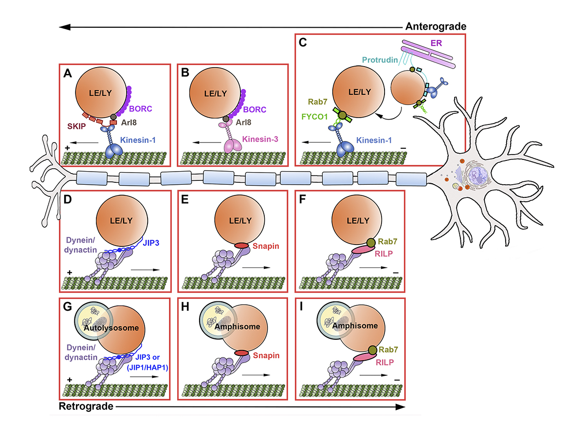 Journal of Cell Biology (@jcellbiol) on Twitter photo Schematic diagram showing motor–adaptor complexes mediating kinesin and dynein motor recruitment to LE/LY membranes for MT-based transport along axons. From a review by Roney, Cheng, and <a href="/zuhangsheng/">Zu-Hang Sheng</a> @NINDSnews. bit.ly/3Lnqo2O
#Neuroscience #Trafficking Schematic diagram showing motor–adaptor complexes mediating kinesin and dynein motor recruitment to LE/LY membranes for MT-based transport along axons. From a review by Roney, Cheng, and <a href="/zuhangsheng/">Zu-Hang Sheng</a> @NINDSnews. bit.ly/3Lnqo2O
#Neuroscience #Trafficking