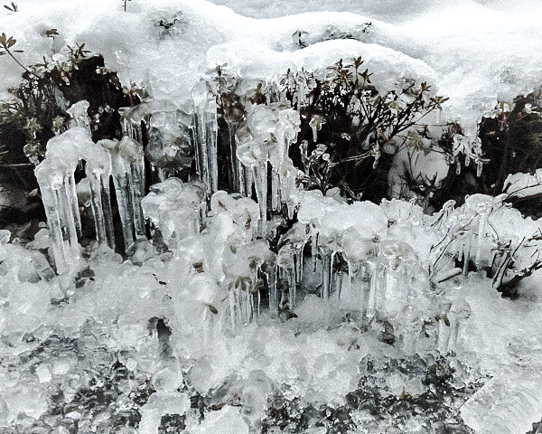 Ohuran8068's tweet photo. 植木に氷柱(つらら)出現❄ https://t.co/RlRuTjvefb
