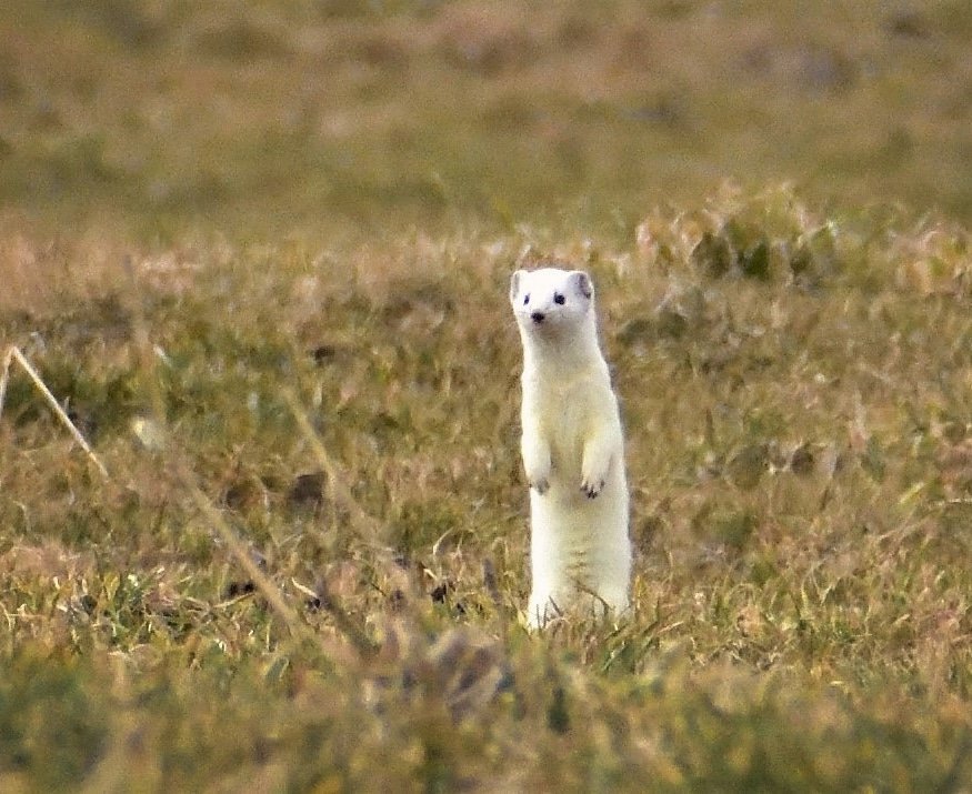 zebre_'s tweet photo. #hermine #stoat #JeudiPhoto #nature #faune #wildlifephotography #photoanimaliere #wildlife https://t.co/vrk8jcPcFD