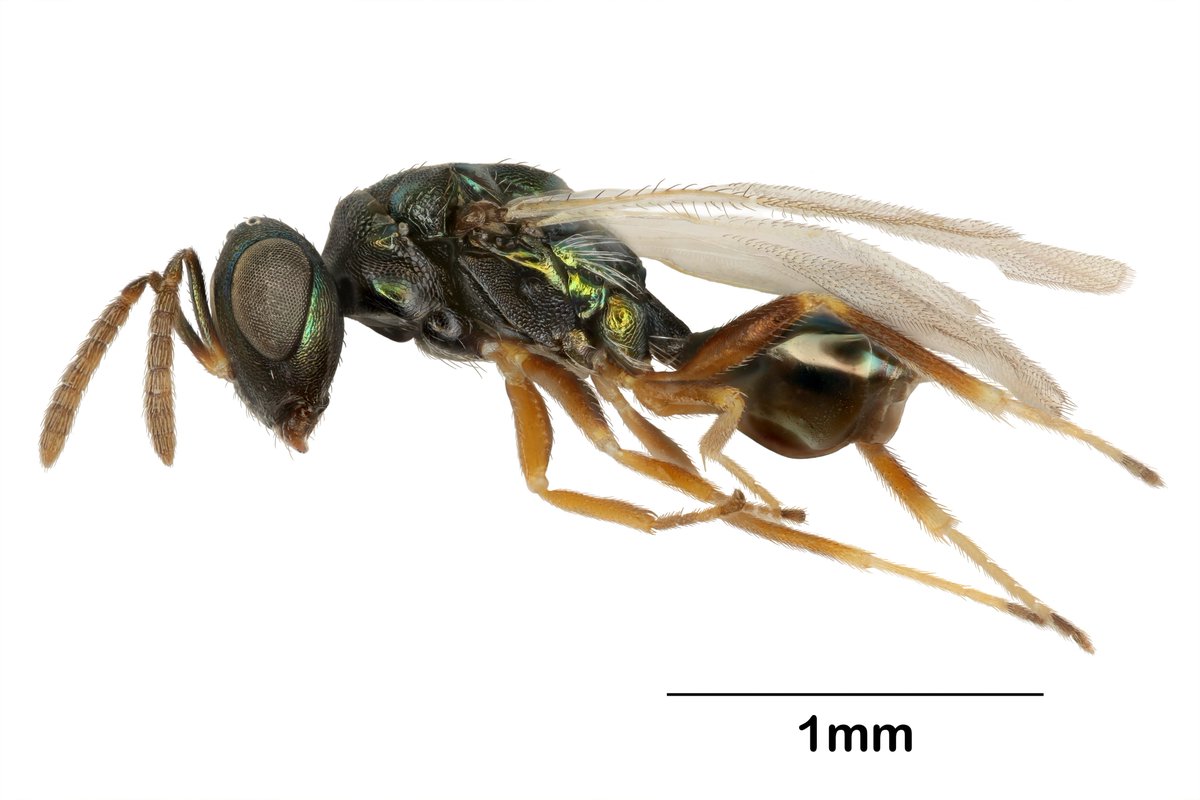 USDA_ARS's tweet image. The allium leafminer is a new invasive species in the United States that attacks onions, garlic and leeks. The strong smell may not be enough to repel the invasive pest. Parasitic wasps can help! Read more here go.usa.gov/xthe7 #SysEntLab #Hymenoptera #NISAW
