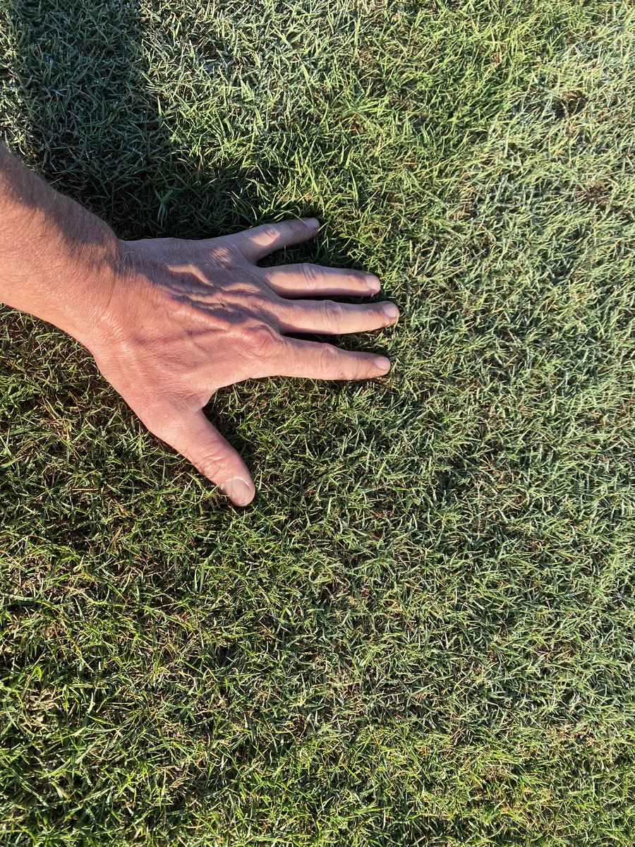 ShaneRice33's tweet photo. Greens received .3lbs/N and watered in heavy this am before the full 120 person shotgun. Fairways and approaches are getting ttthhhhiiiccc! I think we go mow a few https://t.co/amQGYYO7dl