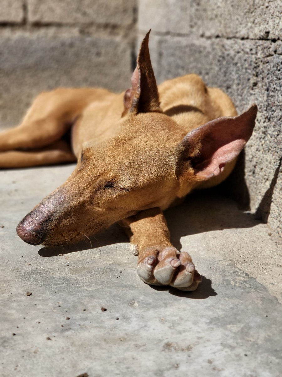 live_paws's tweet photo. When a mistreated dog comes to the refuge and she becomes so relaxed after a week she falls asleep next to you 💛💙🐾 #dogsoftwitter #RescueDog #podencos https://t.co/1ewLSEfDX8