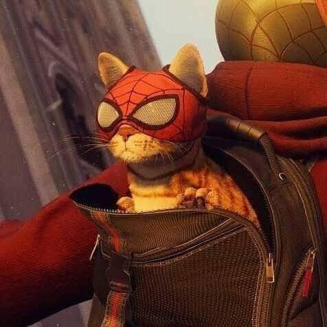 Izack4X4's tweet photo. Spiderkitty #cat #gato viene a salvar a la humanidad humana. #SpiderKitty https://t.co/hwRKLSAggC