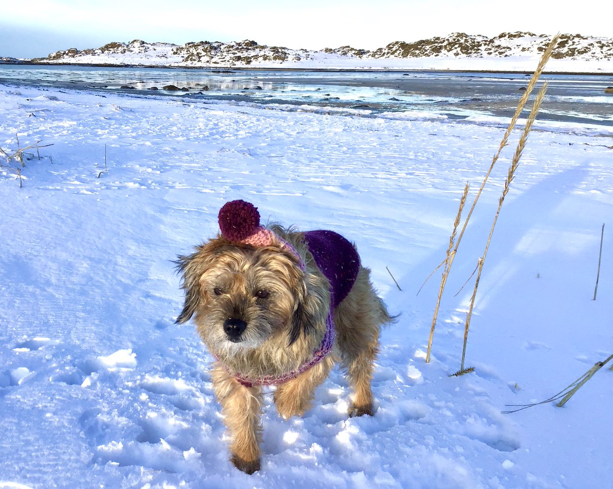 borderbears's tweet image. 