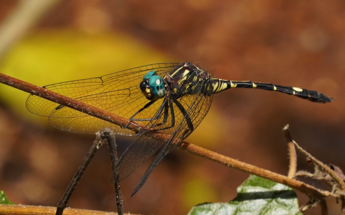 Bio_dun_ng's tweet photo. At least two #species #new to #Science have just been discovered in #CrossRiver #State #Nigeria !  Hey, tell someone to tell someone...

@WCS_Nigeria @bionomer @RickBues @KKemabonta  @ugwa_ojonugwa @Bibitee_Ay https://t.co/hZbhqNRrQJ
