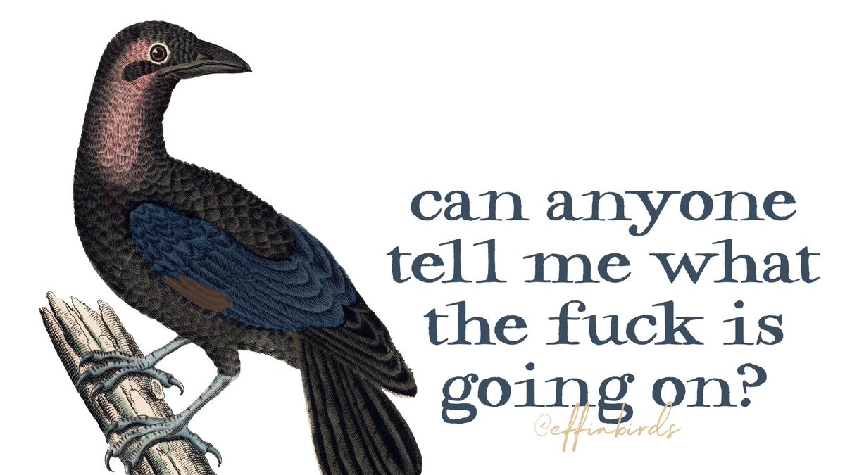 Effin' Birds (@effinbirds) on Twitter photo 