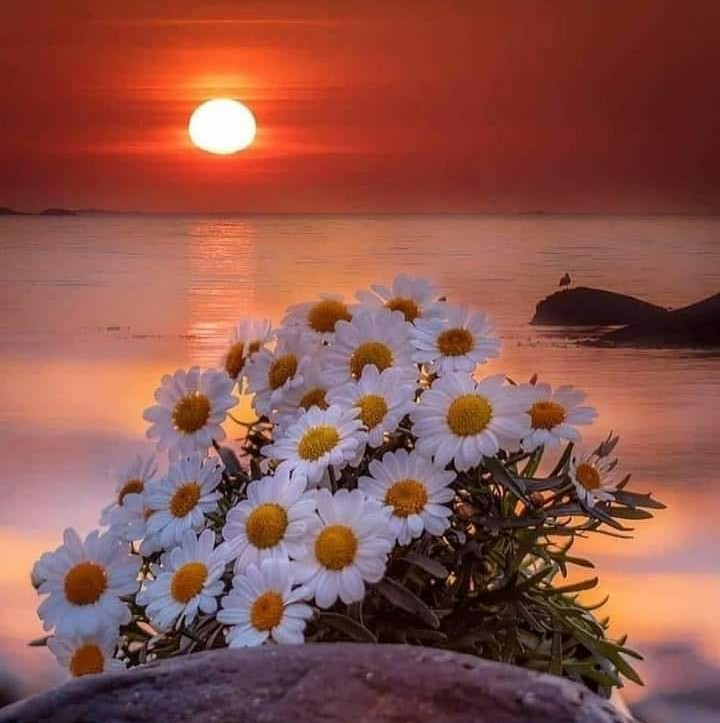 İyi akşamlar 🌼
Mutlu hafta sonlarınız olsun 🌼