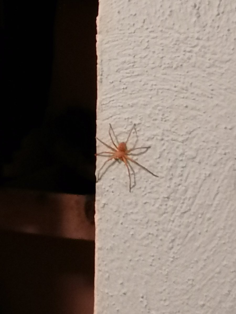 etnikco's tweet photo. @Arachno_Cosas hola, encontramos esta "pequeña", es peligrosa? https://t.co/1pa6v0wFLE