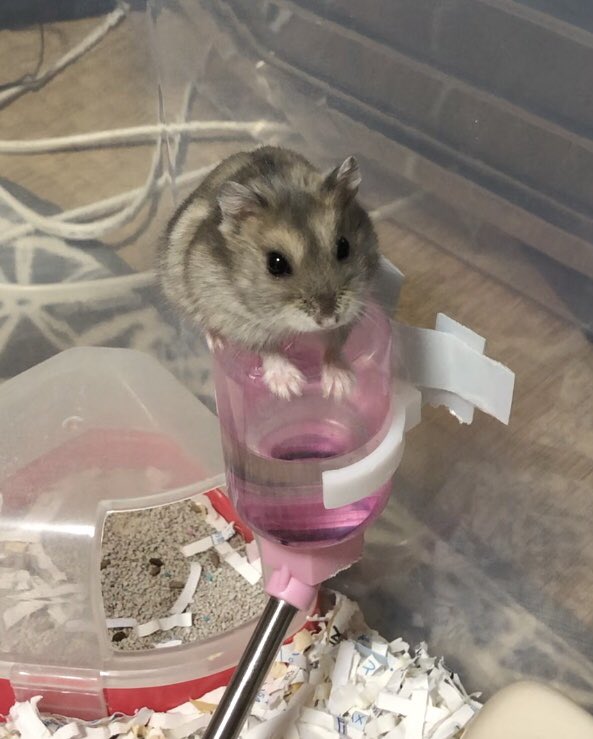 ちまりの部屋 Chimari0127 Twitter