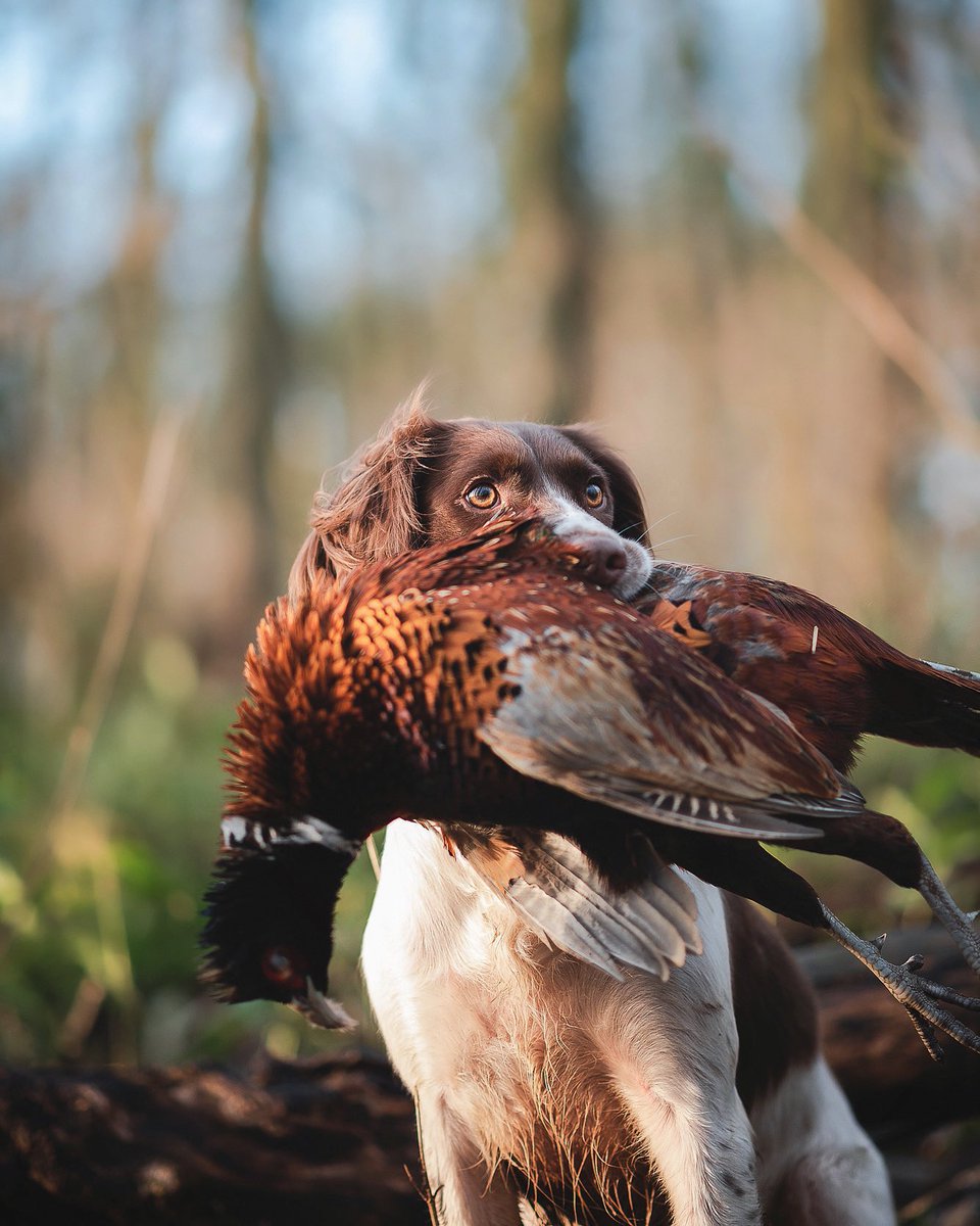 Where my working dog accounts at? 🦆🔫 #dogcommunity #workingdog #gundogs