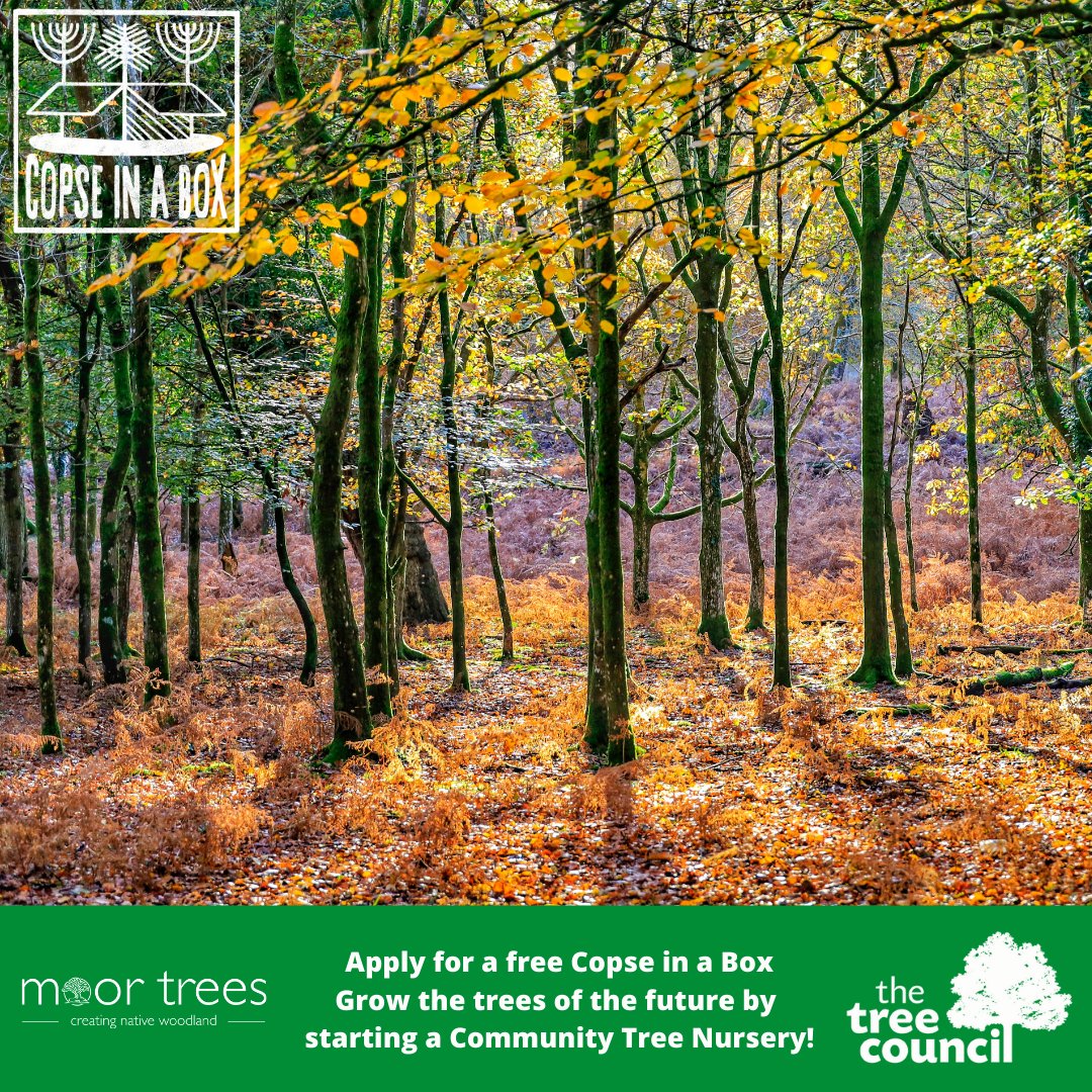TheTreeCouncil's tweet photo. Working in a local community in England? 🌱 Start a Community Tree Nursery with 400 trees! 👇 Apply for a 🆓Copse in a Box @MoorTrees by 5pm 16/03 #CopseInABox #CommunityProject #GreenRecoveryChallengeFund #CloseTheGap #ForceForNature @PTES @FWAGSouthWest https://t.co/VHGixB49wt https://t.co/KjJlV26XQm