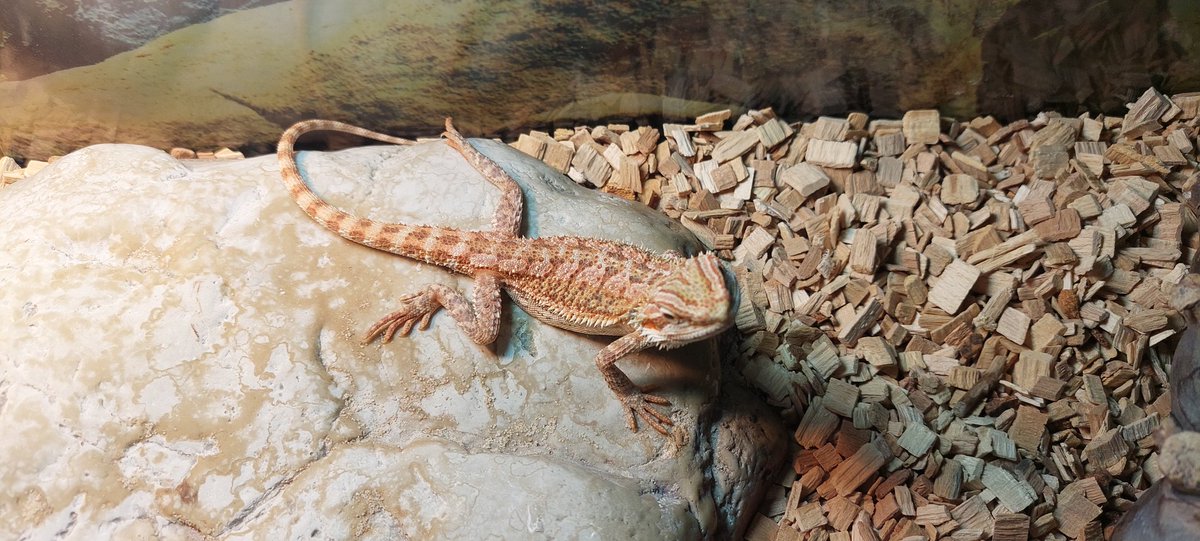 Draco The Zitrönchen Tiger Lizardo tweet media