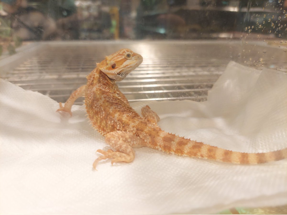 Draco The Zitrönchen Tiger Lizardo tweet media