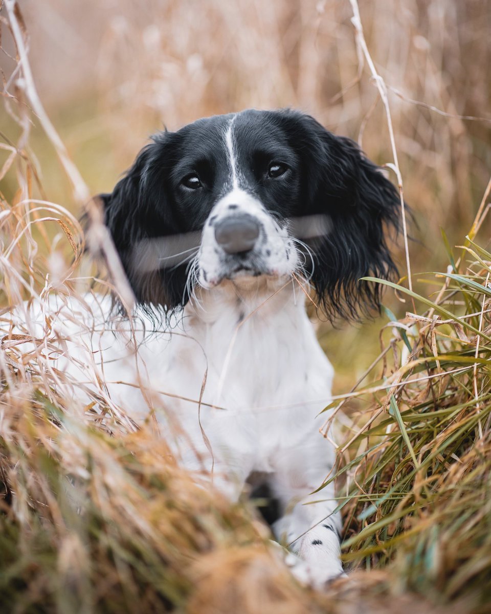 Hey girl <a href="/polka_dot_loki/">Loki The Dalmatian</a>