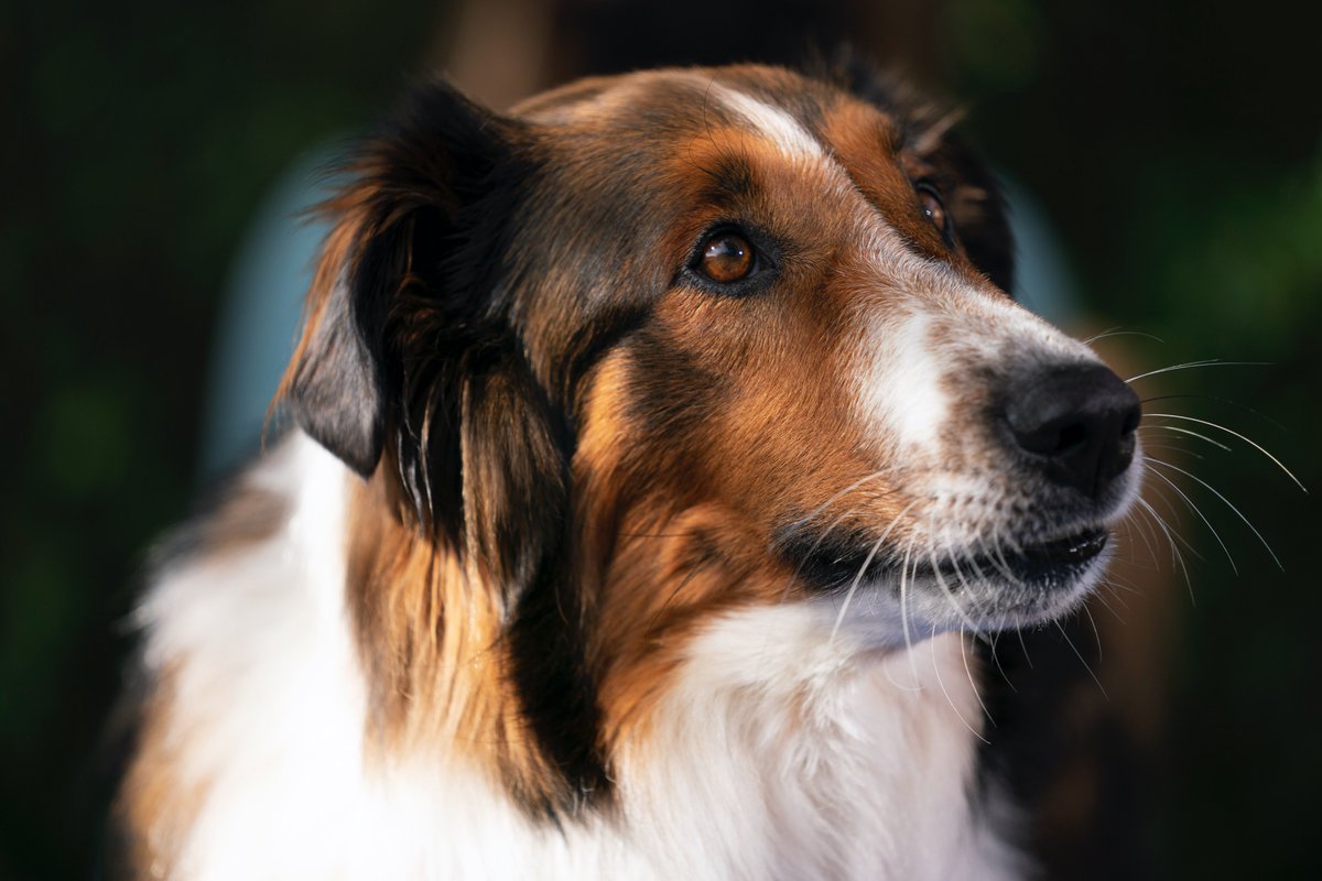 alexisjoyvipacc's tweet image. Article: Anything Is Paw-sible In @Netflix’s New Film, #RescuedByRuby Starring #GrantGustin And @ScottWolf – Watch The Official Trailer &amp;amp; Check Out First Look Photos Here! alexisjoyvipaccess.com/2022/02/24/net… #RescuedByRubyNetflix

📸: Ricardo Hubbs / @NetflixFilm