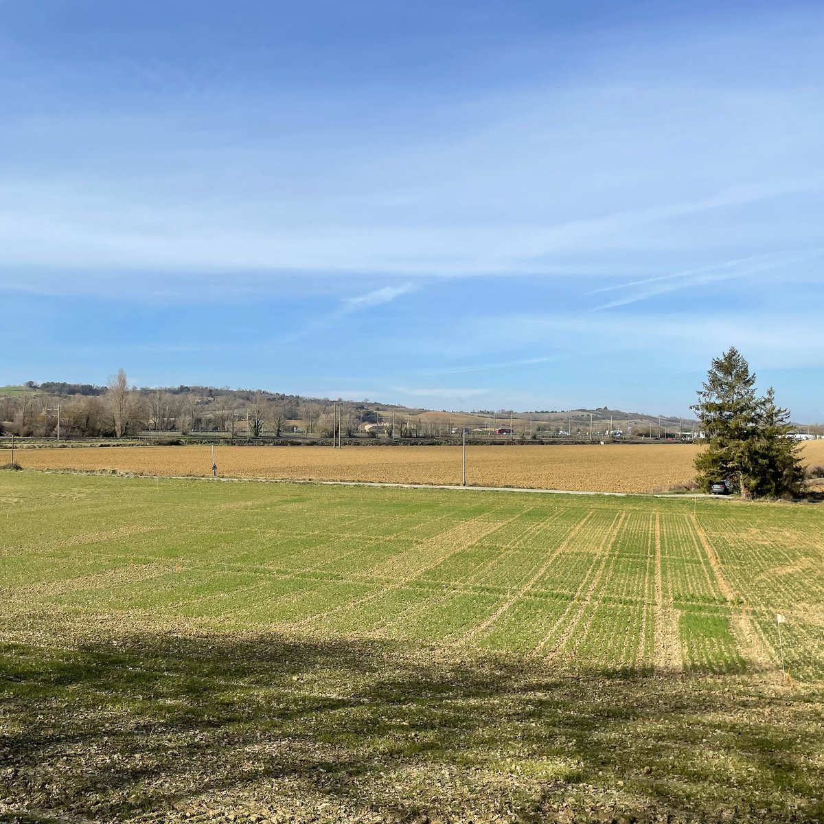Silence ça pousse 🌱 avec enfin une reprise des végétations après quelques moments d’hésitation 👍 (excès d’eau, semis en condition parfois difficile) #agriculture #ble #bledur #agriculturebiologique #arvalis #arvalisinstitutduvegetal #experimentation
