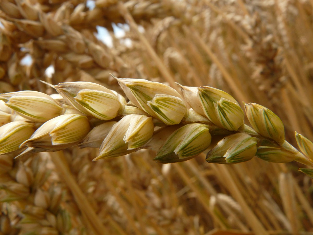 HomestatFarm's tweet photo. We use all-natural ingredients that are NON-GMO verified whenever possible. Our cereals are also super healthy and a great source of nutrients. They are full of iron, protein, calcium, and other essential vitamins. We hope you enjoy them as much as we enjoy making them! https://t.co/O6ANMerIgK