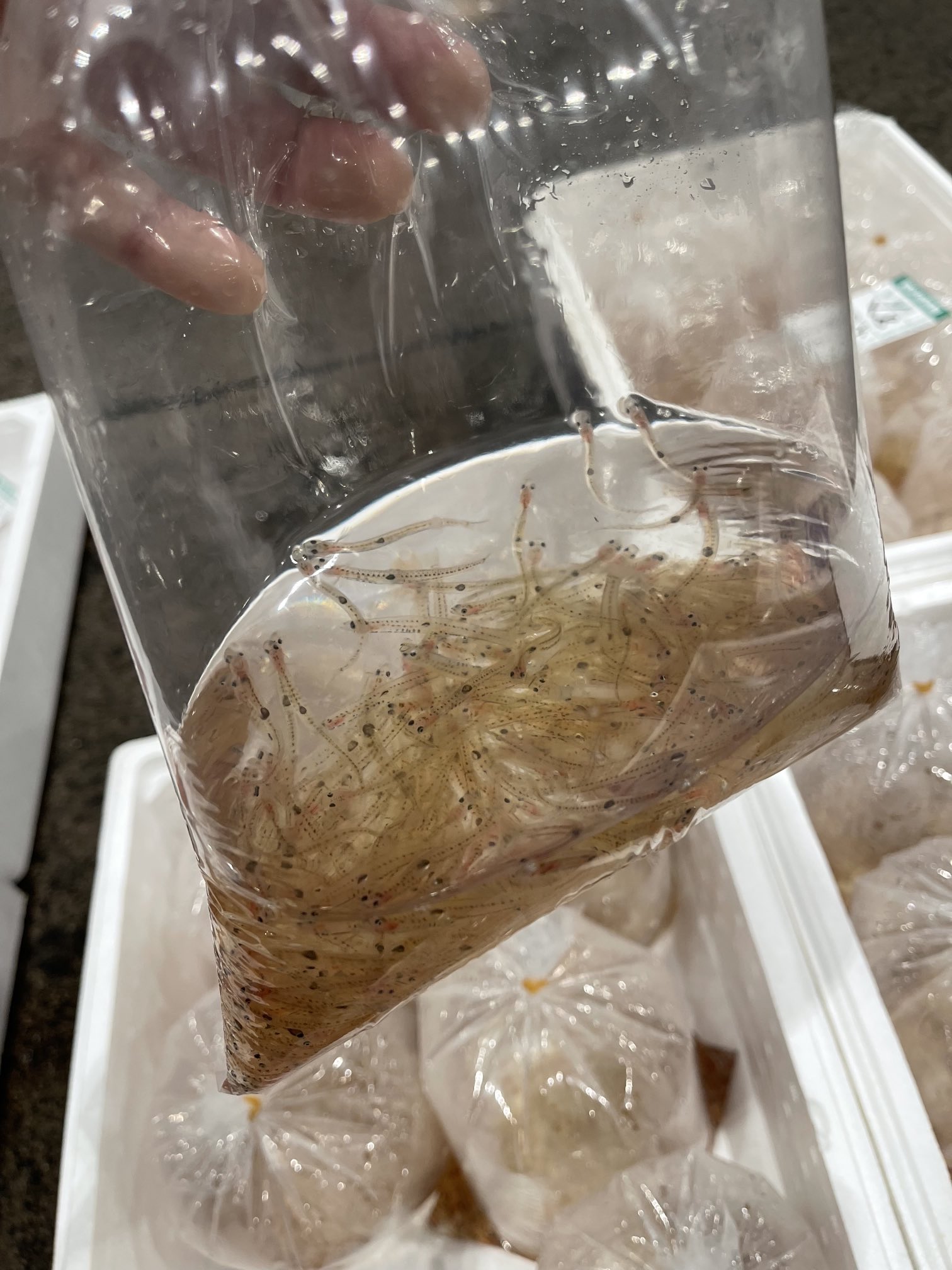 徳島魚類 Tokushimagyorui Twitter