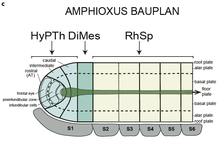 Our Review "Is There a Prechordal Region and an Acroterminal Domain in Amphioxus? was recently published!!! A great effort with <a href="/mirimiam/">Manuel Irimia</a> and Luis Puelles!!! karger.com/Article/Pdf/52…
karger.com/Article/Abstra…