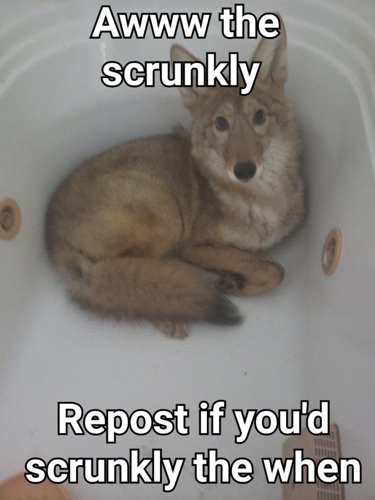 Average Apollo Animal Crossing Simp (@ApolloACNHSimp) | Twitter