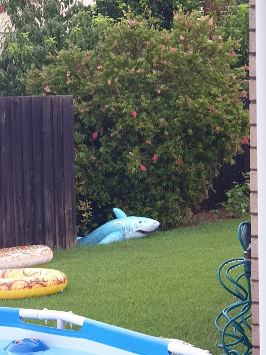 Coming to Australia i didnt think id see a shark in my Garden 😂 #Australia